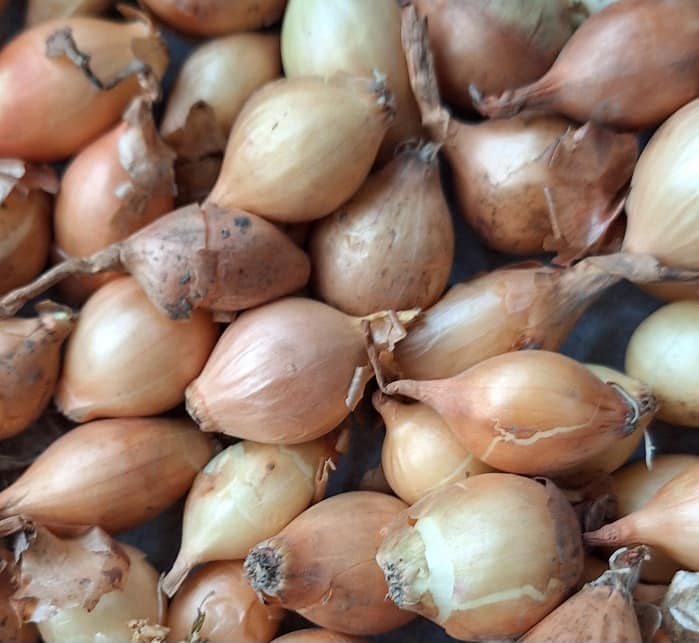 CPFA_Shallots